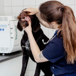 Tierarztpraxis am Nippeser Tälchen: Spezialisten für Zahnmedizin