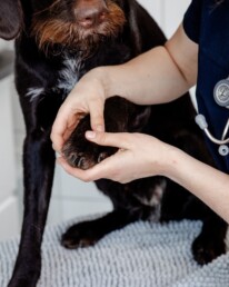 Tierärztin untersucht die Vorderpfote eines Hundes