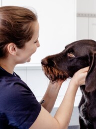 Tierärztin untersucht einen Hund im Tiergesundheitszentrum an der Flora