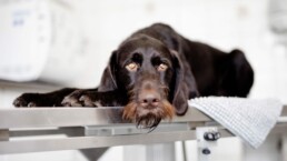 Hund in der Behandlung in der Tierarztpraxis am Nippeser Tälchen