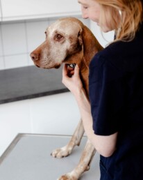 Tierarztpraxis am Nippeser Tälchen in Köln: Spezialisten im Bereich Innere Medizin
