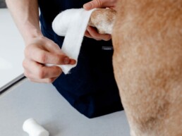 Tierarzt Notdienst in Köln - Tierarztpraxis am Nippeser Tälchen