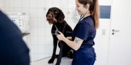 Hund und Tierärztin Sarah Lettenmeier in Behandlung - Tierarztpraxis am Nippeser Tälchen