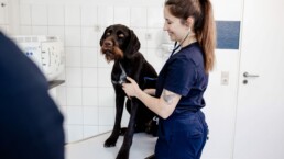 Hund und Tierärztin Sarah Lettenmeier in Behandlung - Tierarztpraxis am Nippeser Tälchen