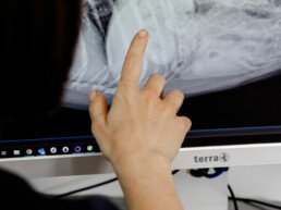 Diagnostik in der Tierarztpraxis am Nippeser Tälchen in Köln