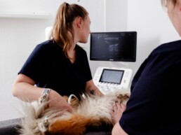 Innere Medizin in der Tierarztpraxis am Nippeser Tälchen in Köln Nippes