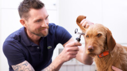 Dr. Oliver Braun untersucht mit einem Otoskop das Ohr eines Hundes